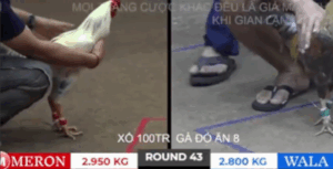 Trận 43 Bồ Tonhon 27/9/2025 - Bảo Sting Đụng Phải Cánh Gà Hiệu Campuchia