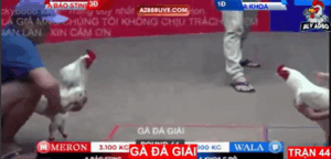 Trận 44 Bồ Tonhon 12/9/2025 - Bảo Sting Ra Sân Trận Giải Cuối Cùng Của Mình