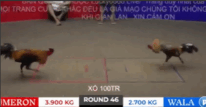 Trận 46 Bồ Tonhon 27/9/2025 - Bảo Sting Chấp Doul Campuchia 1 Ký 2 Và Cái Kết