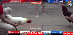 Trận 46 Bồ Tonhon 12/9/2025 - Doul Campuchia Đụng Anh Tính Tại Giải Tonhon