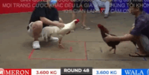 Trận 48 Bồ Tonhon 27/9/2025 - Cuộc Chạm Trán Giữa Gấu Bến Tre Và Bảo Sting Tại Tonhon