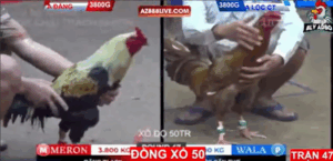 Trận 47 Bồ Tonhon 12/9/2025 - Bảo Sting Không May Bị Phản Phút 90 Trận Này