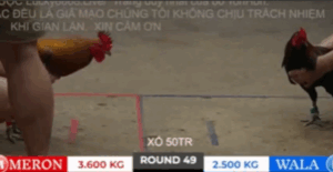 Trận 49 Bồ Tonhon 27/9/2025 - Bảo Sting Chơi Ngông Chấp 1 Ký 1 Với Doul CPC