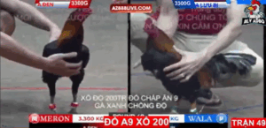 Trận 49 Bồ Tonhon 12/9/2025 - Cọp Lưu Bị Hạ Bảo Sting Vào Chồng Độ Với Anh Tính