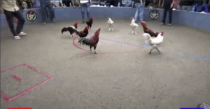 Trận Đấu Độc Lạ Nhất 4 Cặp Sinh Đôi Đụng Độ Nhau