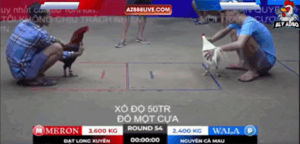 Trận 54 Bồ Tonhon 12/9/2025 - Nguyên Cà Mau Chấp Đối Thủ Tới 1 Ký 2 Trận Này