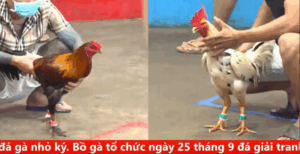 Trận 6 CPC5 20/9/2025 - Tý Chùa Xuất Quân Trận Đầu Đầy Thuận Lợi