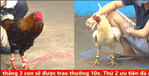 Trận 6 CPC5 25/9/2025 - Anh Long Đụng Phải Hàng Xịn Và Cái Kết