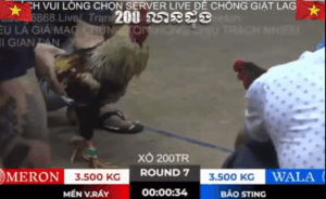 Trận 7 Bồ Tonhon 27/9/2025 - Bảo Sting Xuất Quân Trận Đầu Tiên Tại Tonhon