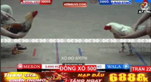 Trận 22 Bồ Tonhon 12/9/2025 - Bảo Sting Xổ 500 Triệu Với Doul CPC