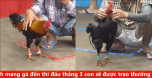 Trận 18 CPC5 20/9/2025 - Tý Chùa Ôm Gà Trọc Cổ Ra Sân Và Cái Kết