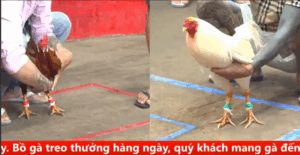 Trận 25 CPC5 20/9/2025 - Tý Chùa Ra Sân Trận Cuối Cùng Và Cái Kết Buồn