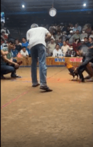 Tà Thiết Hot Nhất Hôm Nay 07/09/2025 - Xanh Chơi Ngông Đá Không Cựa Và Cái Kết