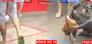 Trận 5 CPC5 10/9/2025 - Tý Chùa Bất Ngờ Có Mặt Tại C5 Và Cái Kết