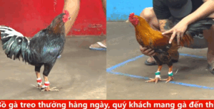 Trận 7 CPC5 25/9/2025 - Nu Đồng Tháp Tiếp Tục Ra Sân Làm Mưa Làm Gió