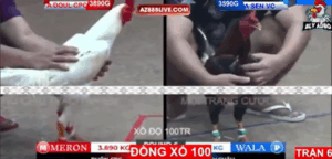 Trận 6 Bồ Tonhon 12/9/2025 - Sen Doctor Chấp 3 Chấm Doul CPC Tại Tonhon