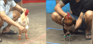 Trận 30 CPC5 25/9/2025 - Hưng Cần Thơ Thua Không Kịp Tha Lơ Trận Này