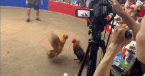 Trận 9 Bồ Tonhon 27/9/2025 - Bảo Sting Nhờ Sen Vĩnh Châu Ra Thả Tại Tonhon