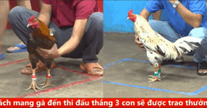 Trận 38 CPC5 25/9/2025 - Hưng Cần Thơ Ra Trận Xổ 200 Triệu Và Cái Kết