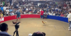 Trận 14 Bồ Tonhon 27/9/2025 - Mít Trà Cú Ra Sân Gặp Hak Coca Tại Tonhon