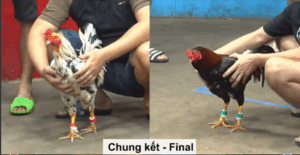 Trận 43 CPC5 25/9/2025 - Trận Chung Kết Giải CPC5 Đầy Gay Cấn