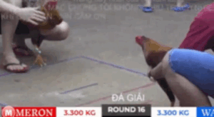 Trận 16 Bồ Tonhon 27/9/2025 - Chú Lũy Ra Sân Trận Đầu Tiên Tại Giải Đấu