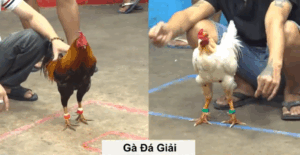 Trận 33 CPC5 25/9/2025 - Trận Đấu Giải Hay Nhất Tại CPC5 Hôm Nay