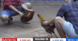 Trận 19 Bồ Tonhon 27/9/2025 - Bảo Sting Gặp Doul Campuchia Hôm Nay