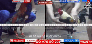 Trận 12 Bồ Tonhon 12/9/2025 - Bảo Sting Làm Liều Chấp 3 Chấm Trận Xổ 200 Triệu