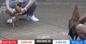 Trận 21 Bồ Tonhon 27/9/2025 - Gà Bảo Sting Gạt Giò Thành Công Chiến Thần Hak Coca