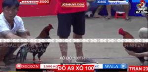 Trận 23 Bồ Tonhon 12/9/2025 - Bảo Sting Liên Tiếp Vào Chuỗi Thua Tại Tonhon