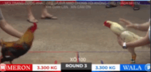 Trận 3 Tonhon 18/10/2025 - Bảo Sting Ra Sân Trận Đầu Uống Coca Tuyệt Đối