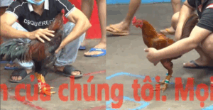 Trận 10 CPC5 22/10/2025 - Trận Đấu Căng Não Nhất Giữa 2 Cánh Gà Hôm Nay