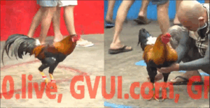 Trận 1 CPC5 23/10/2025 - Tý Chùa Ra Sân Trận Đầu Tiên Gây Ấn Tượng