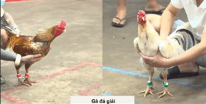 Trận 13 CPC5 23/10/2025 - Đăng Black Ra Sân Trận Đầu Tiên Thua Đáng Tiếc