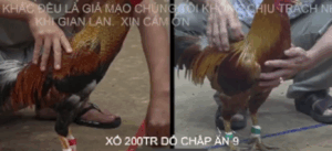 Trận 12 Bồ Tonhon 10/10/2025 - Cú Hiệu Bảo Sting Không Làm Anh Em Thất Vọng