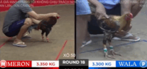 Trận 18 Tonhon 18/10/2025 - Bảo Sting Bắt Đầu Lấy Lại Những Gì Đã Mất