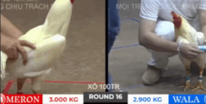 Trận 16 Bồ Tonhon 10/10/2025 - Bảo Sting Khiến Hak Coca Phải Bẻ Mặt Tại Tonhon