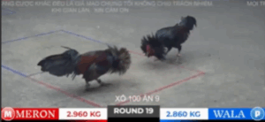 Trận 19 Tonhon 18/10/2025 - Bảo Sting Cứu Thua Trận Này Quá Hay Ở Phút 90