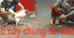 Trận 27 CPC5 23/10/2025 - Tý Chùa Bị Bảo Sting Nhập Chấp 4 Chấm Và Cái Kết