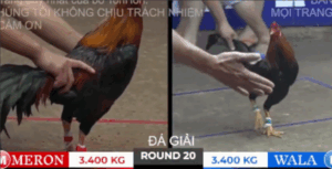 Trận 20 Bồ Tonhon 10/10/2025 - Trận Đầu Tiên Tại Giải Tonhon Của Bảo Sting