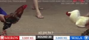 Trận 20 Tonhon 18/10/2025 - Bảo Sting Tung Hàng Hiệu Ra Chấp Nửa Ký Gom Phiếu