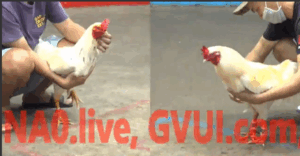 Trận 28 CPC5 23/10/2025 - Nu Trắng Tung Mẻ Xịn Ra Đá Như Súng Bắn