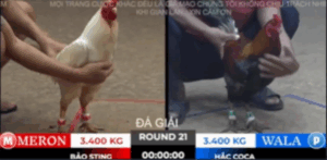 Trận 21 Tonhon 18/10/2025 - Bảo Sting Vào Giải Trận Đầu Không May Mắn