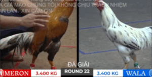 Trận 22 Bồ Tonhon 10/10/2025 - Bảo Sting Tiếp Tục Hạ Doul Campuchia Tại Giải