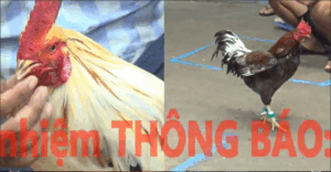 Trận 31 CPC5 23/10/2025 - Trận Thắng Duy Nhất Của Tý Chùa Tại Giải