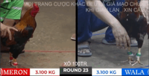 Trận 22 Bồ Tonhon 10/10/2025 - Bảo Sting Bị Gạt Giò Đầy Tiếc Nuối