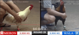 Trận 29 Tonhon 18/10/2025 - Bảo Sting Va Phải Thắng Bến Tre Tại Giải