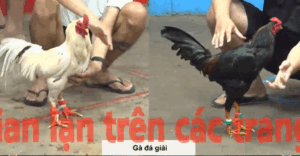 Trận 34 CPC5 23/10/2025 - Cánh Nhí Biện Giành Luôn Giải Nhất Giải Nhì