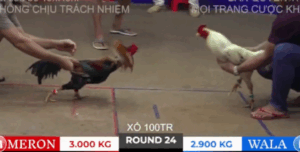 Trận 24 Bồ Tonhon 10/10/2025 - Bảo Sting Tiếp Tục Hầm Xả Hak Coca Tại Tonhon